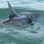 Shark Sightings Increase Near US Beaches Amid July 4 Crowds