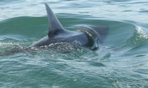 shark-sightings-increase-near-us-beaches-amid-july-4-crowds-16954 Shark Sightings Increase Near US Beaches Amid July 4 Crowds