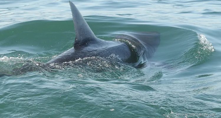 Shark Sightings Increase Near US Beaches Amid July 4 Crowds