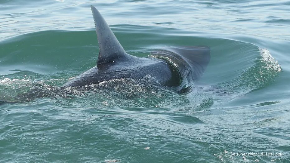 Shark Sightings Increase Near US Beaches Amid July 4 Crowds