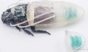 tomorrows-rescue-robot-a-cockroach-in-a-scuba-suit-20284 Tomorrow's Rescue Robot: A Cockroach in a Scuba Suit