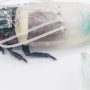 Tomorrow's Rescue Robot: A Cockroach in a Scuba Suit