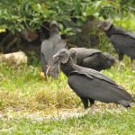Vulture Infestation Causes Public Uproar Due to Droppings