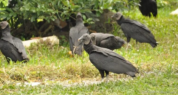 Vulture Infestation Causes Public Uproar Due to Droppings