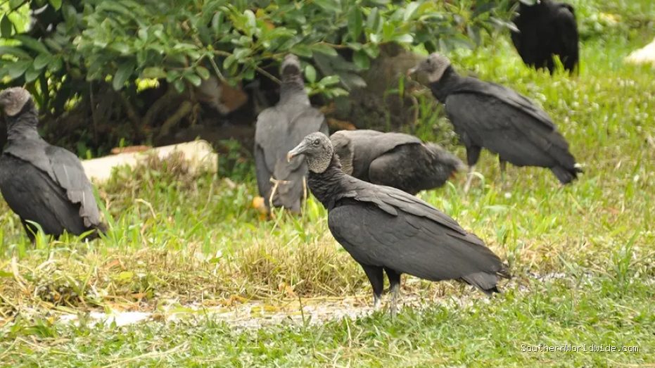 Vulture Infestation Causes Public Uproar Due to Droppings