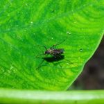 West Nile Virus Found in Southern State, Mosquito Warnings Issued