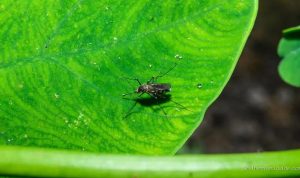 West Nile Virus Found in Southern State, Mosquito Warnings Issued