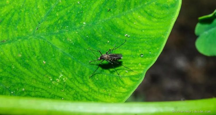 West Nile Virus Found in Southern State, Mosquito Warnings Issued