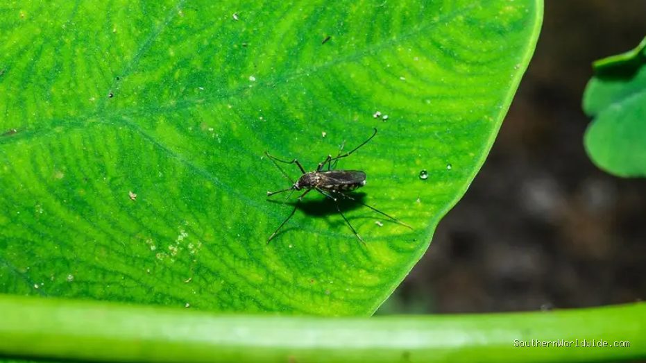 West Nile Virus Found in Southern State, Mosquito Warnings Issued