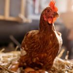 What Americans Ate During the Nation's Founding